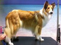 /album/fotogaleria-cortes-de-raza/lassie-jpg/