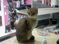 /album/fotogaleria-guarderia/misha-jpg/