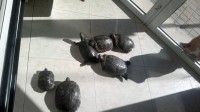 /album/fotogaleria-guarderia/tortugas-jpg/