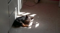 /album/fotogaleria-guarderia/troy-jpg/