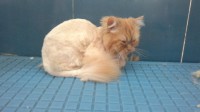 /album/fotogaleria-felinos/gatito-jpg/