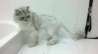 /album/fotogaleria-felinos/gato-jpg/