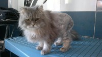 /album/fotogaleria-felinos/loli-jpg/