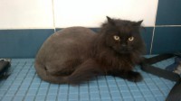 /album/fotogaleria-felinos/milu-jpg/