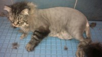 /album/fotogaleria-felinos/peter-jpg/