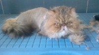 /album/fotogaleria-felinos/silver-jpg/