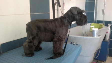 ALPHA, Schnauzer miniatura